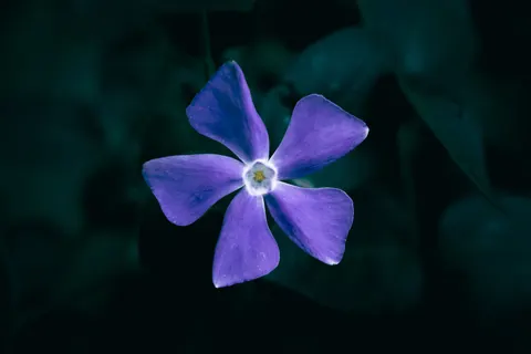 Iris 4K Wallpaper · flowers · 3840×2560