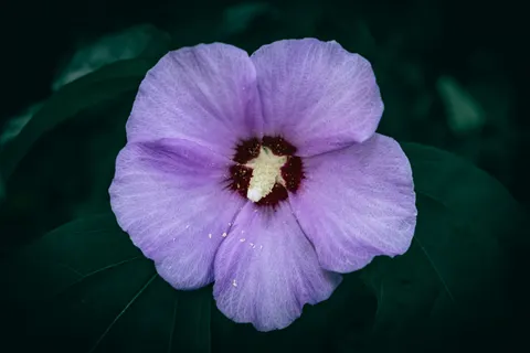 Iris 4K Wallpaper · flowers · 3840×2560