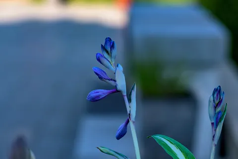 Iris 4K Wallpaper · flowers · 3840×2560