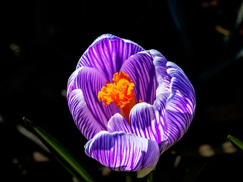 Iris 4K Wallpaper · flowers · 3840×2880