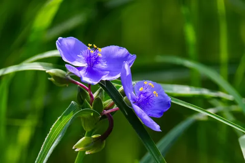 Iris 4K Wallpaper · flowers · 3840×2560