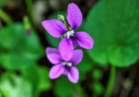 Iris 4K Wallpaper · flowers · 3840×2688