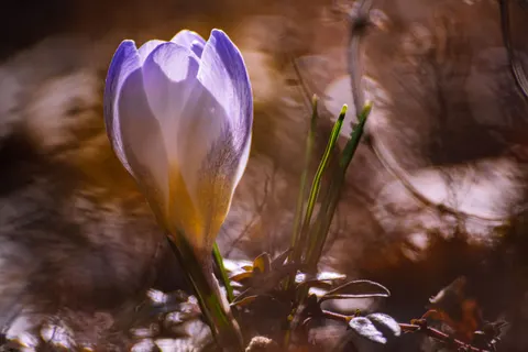 Iris 4K Wallpaper · flowers · 3840×2560