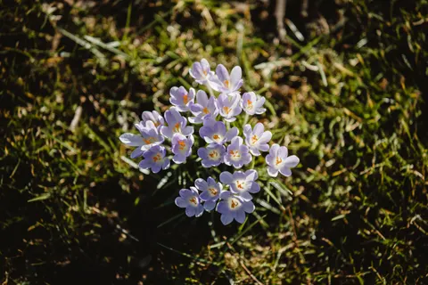 Iris 4K Wallpaper · flowers · 3840×2560