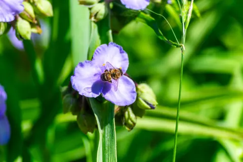 Iris 4K Wallpaper · flowers · 3840×2560