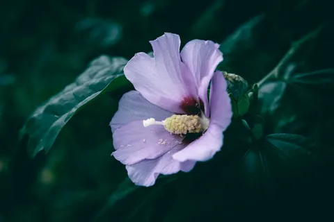 Iris 4K Wallpaper · flowers · 3840×2560