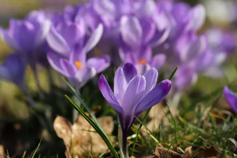 Iris 4K Wallpaper · flowers · 3840×2560