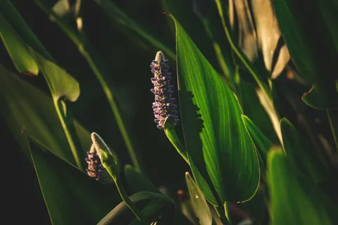 Iris 4K Wallpaper · flowers · 3840×2560