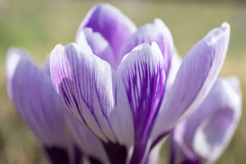 Iris 4K Wallpaper · flowers · 3840×2560
