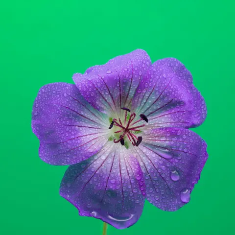 Iris 4K Wallpaper · flowers · 3840×3839