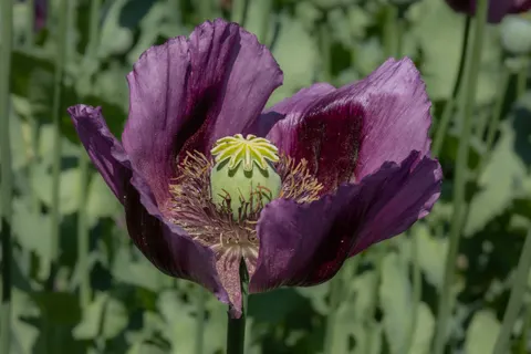 Iris 4K Wallpaper · flowers · 3840×2560
