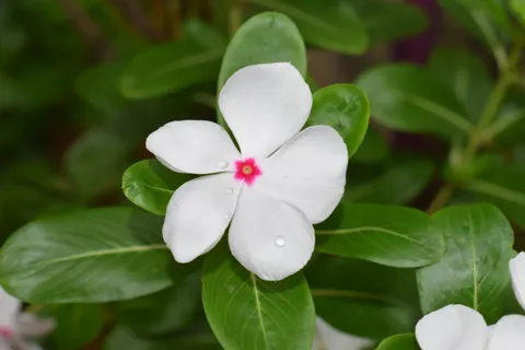 Frangipani 4K Wallpaper · flowers · 3840×2560