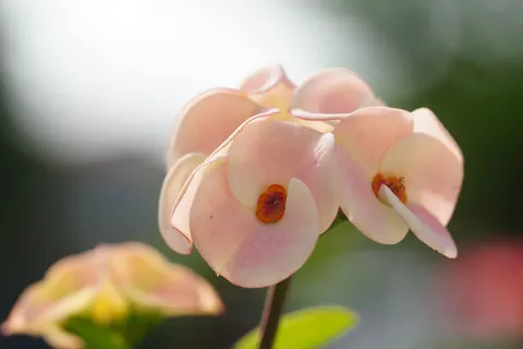 Frangipani 4K Wallpaper · flowers · 3840×2561