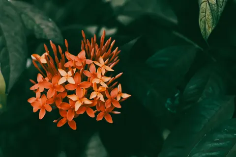 Frangipani 4K Wallpaper · flowers · 3840×2560