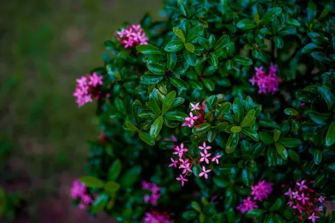 Frangipani 4K Wallpaper · flowers · 3840×2560
