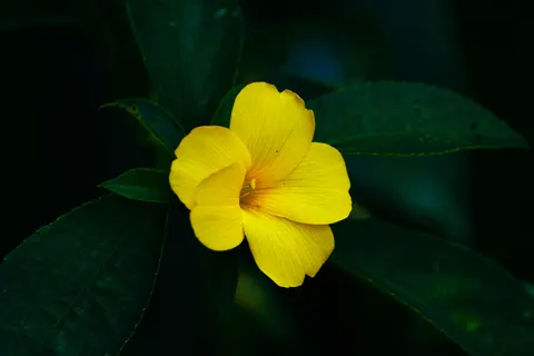 Frangipani 4K Wallpaper · flowers · 3840×2560