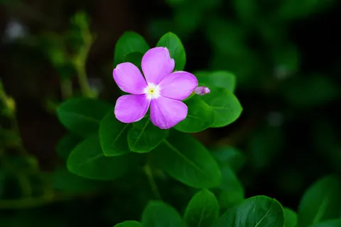 Frangipani 4K Wallpaper · flowers · 3840×2560