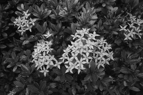 Frangipani 4K Wallpaper · flowers · 3840×2560