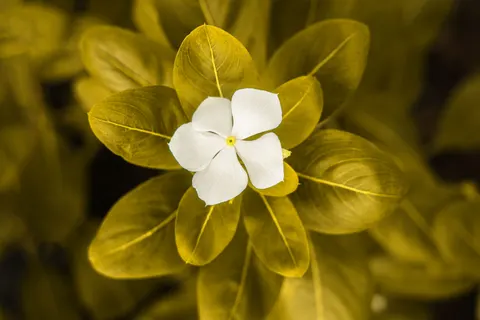 Frangipani 4K Wallpaper · flowers · 3840×2560