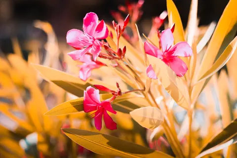 Frangipani 4K Wallpaper · flowers · 3840×2560