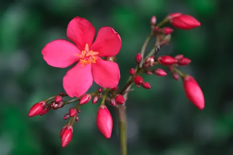 Frangipani 4K Wallpaper · flowers · 3840×2560