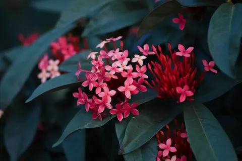 Frangipani 4K Wallpaper · flowers · 3840×2560