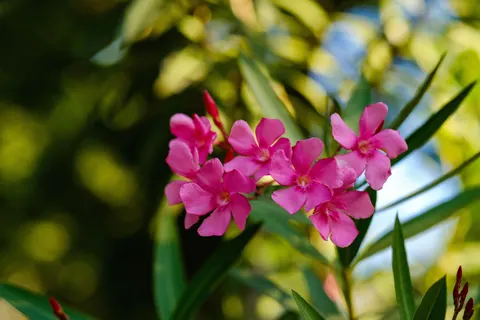 Frangipani 4K Wallpaper · flowers · 3840×2560