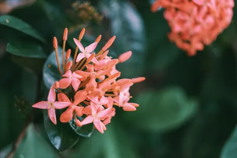 Frangipani 4K Wallpaper · flowers · 3840×2560