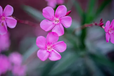 Frangipani 4K Wallpaper · flowers · 3840×2560