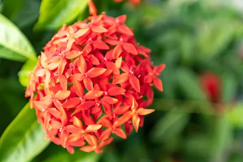Frangipani 4K Wallpaper · flowers · 3840×2560