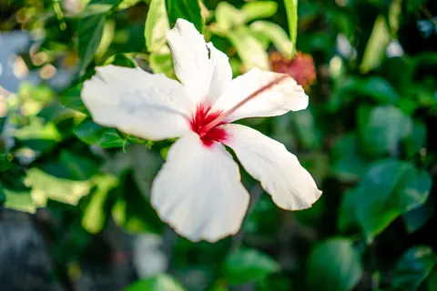 Frangipani 4K Wallpaper · flowers · 3840×2560