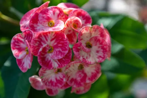 Frangipani 4K Wallpaper · flowers · 3840×2560