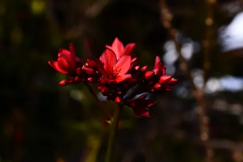 Frangipani 4K Wallpaper · flowers · 3840×2560
