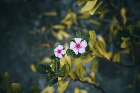 Frangipani 4K Wallpaper · flowers · 3840×2560