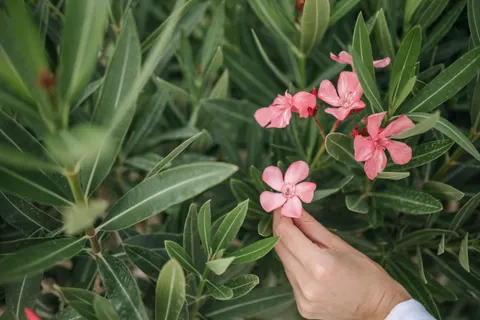 Frangipani 4K Wallpaper · flowers · 3840×2563
