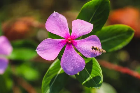 Frangipani 4K Wallpaper · flowers · 3840×2560