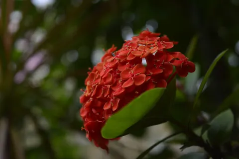Fond d'écran Frangipanier 4K · flowers · 3840×2560