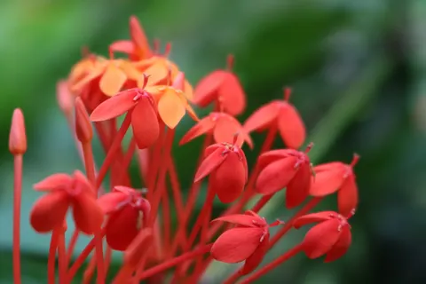 Frangipani 4K Wallpaper · flowers · 3840×2560