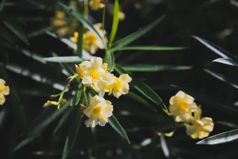 Frangipani 4K Wallpaper · flowers · 3840×2563
