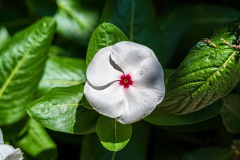 Frangipani 4K Wallpaper · flowers · 3840×2560