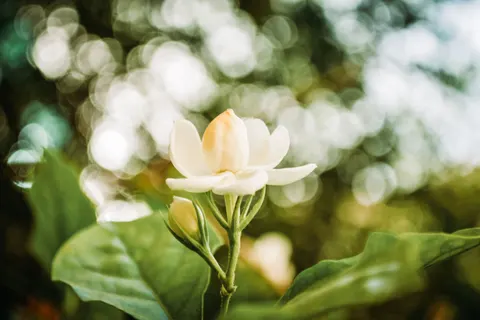 Frangipani 4K Wallpaper · flowers · 3840×2560