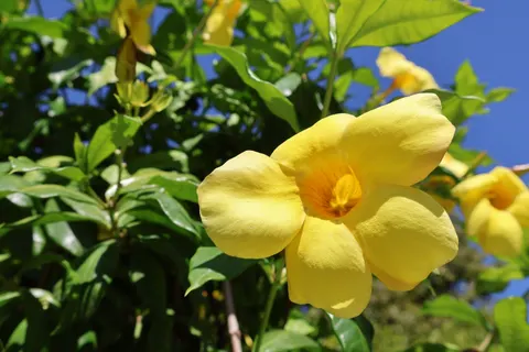 Frangipani 4K Wallpaper · flowers · 3840×2560