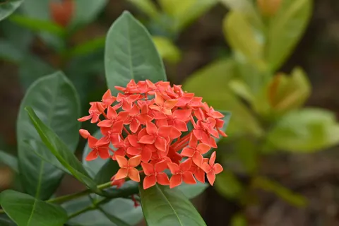 Frangipani 4K Wallpaper · flowers · 3840×2563