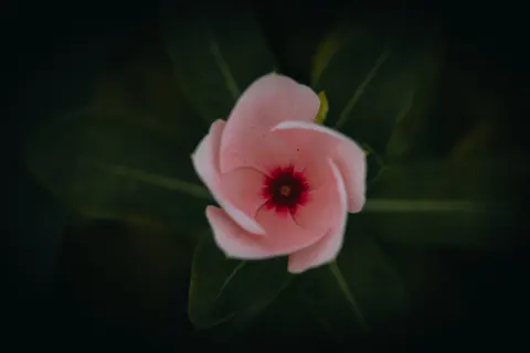 Frangipani 4K Wallpaper · flowers · 3840×2560