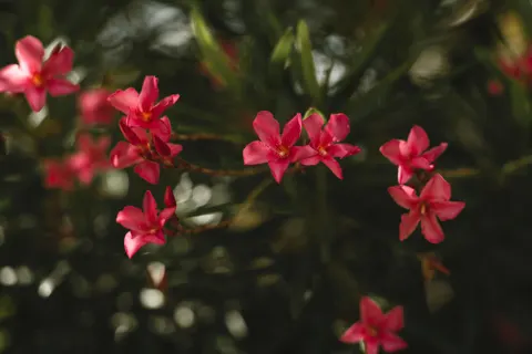 Sfondo Frangipani 4K · flowers · 3840×2560