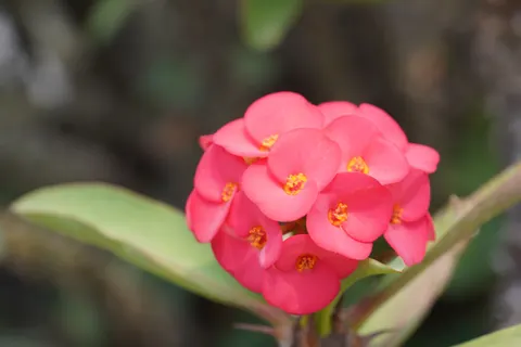 Frangipani 4K Wallpaper · flowers · 3840×2561