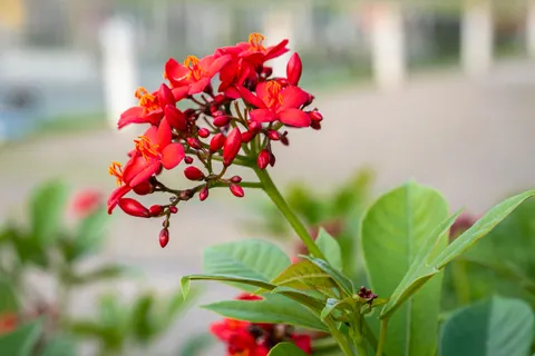 خلفية الفرانجيباني بدقة 4K · flowers · 3840×2560