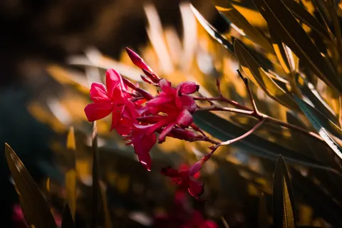 Frangipani 4K Wallpaper · flowers · 3840×2560