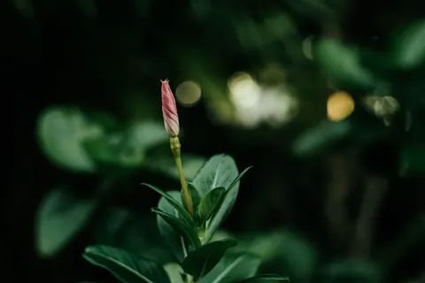Frangipani 4K Wallpaper · flowers · 3840×2560