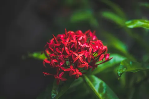 Frangipani 4K Wallpaper · flowers · 3840×2560